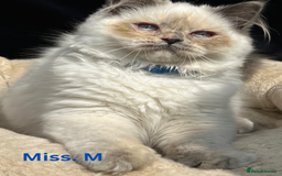 British Shorthair cats for sale: Adorable British Shorthair Kittens. in Clitheroe - Image 11