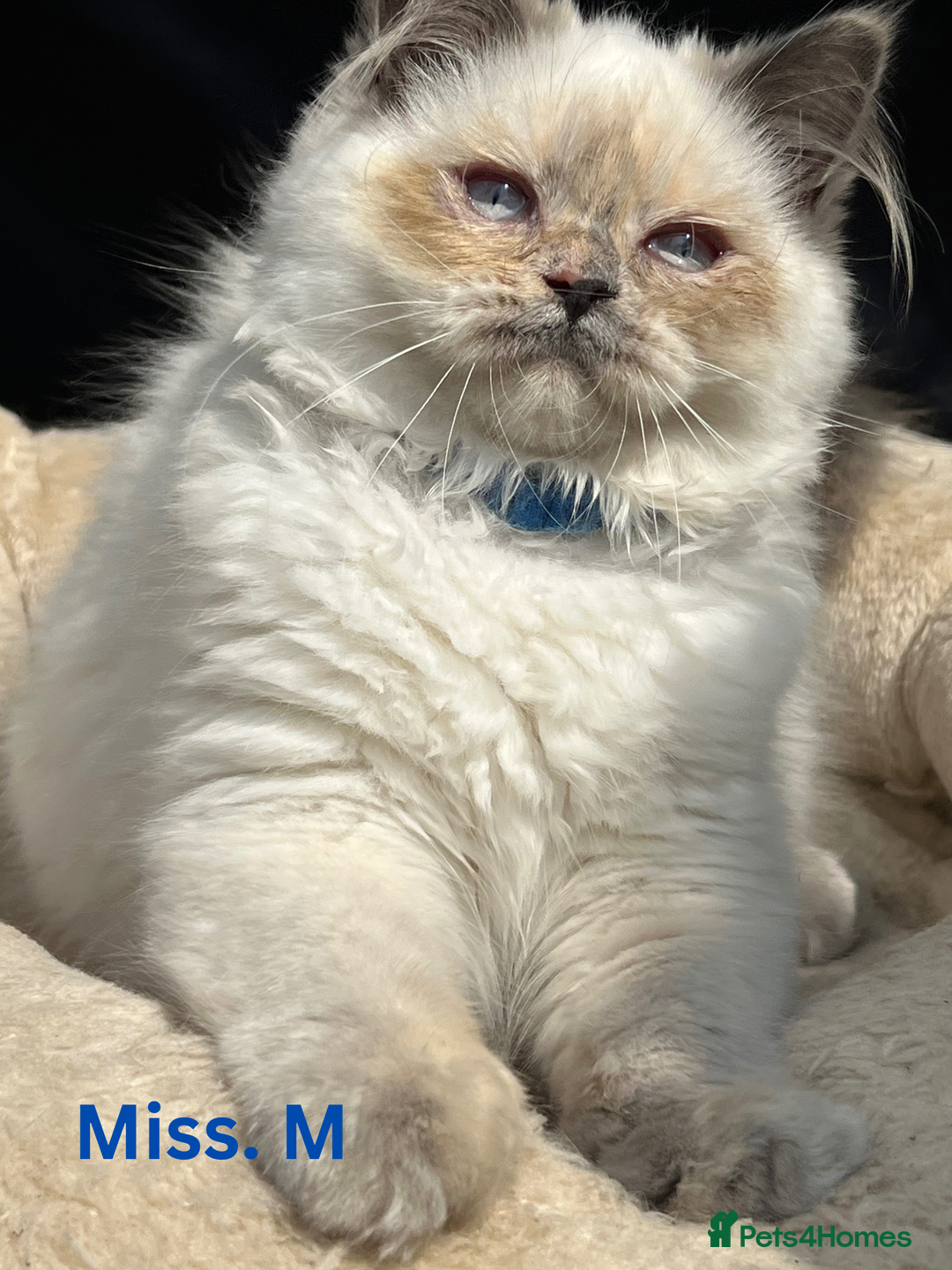 British Shorthair cats for sale: Adorable British Shorthair Kittens. in Clitheroe - Image 11