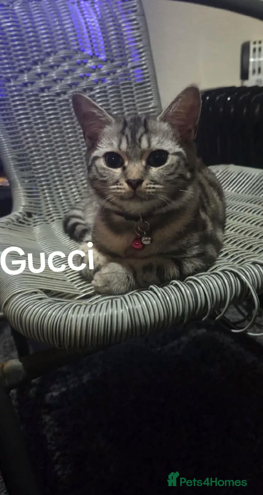 British Shorthair cats for sale: Silver Tabby British Short Hair - Advert 7