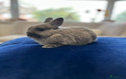 Netherland Dwarf rabbits for sale: Pure bred Netherlands dwarfs pairs  - Image 9