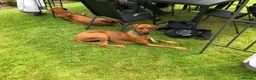 Rhodesian Ridgeback dogs for sale: Rhodesian Ridgebacks: Exceptional, 4th Generation - Advert 7