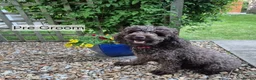 Miniature Poodle dogs for sale: Gorgeous Miniature Poodles - Advert 8
