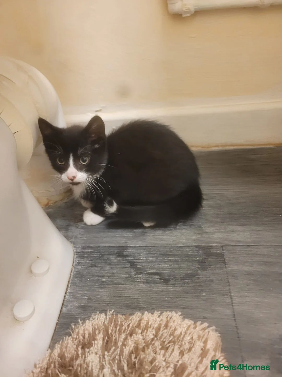 Bengal cats for sale: Tuxedo male kitten for sale  - Advert 6
