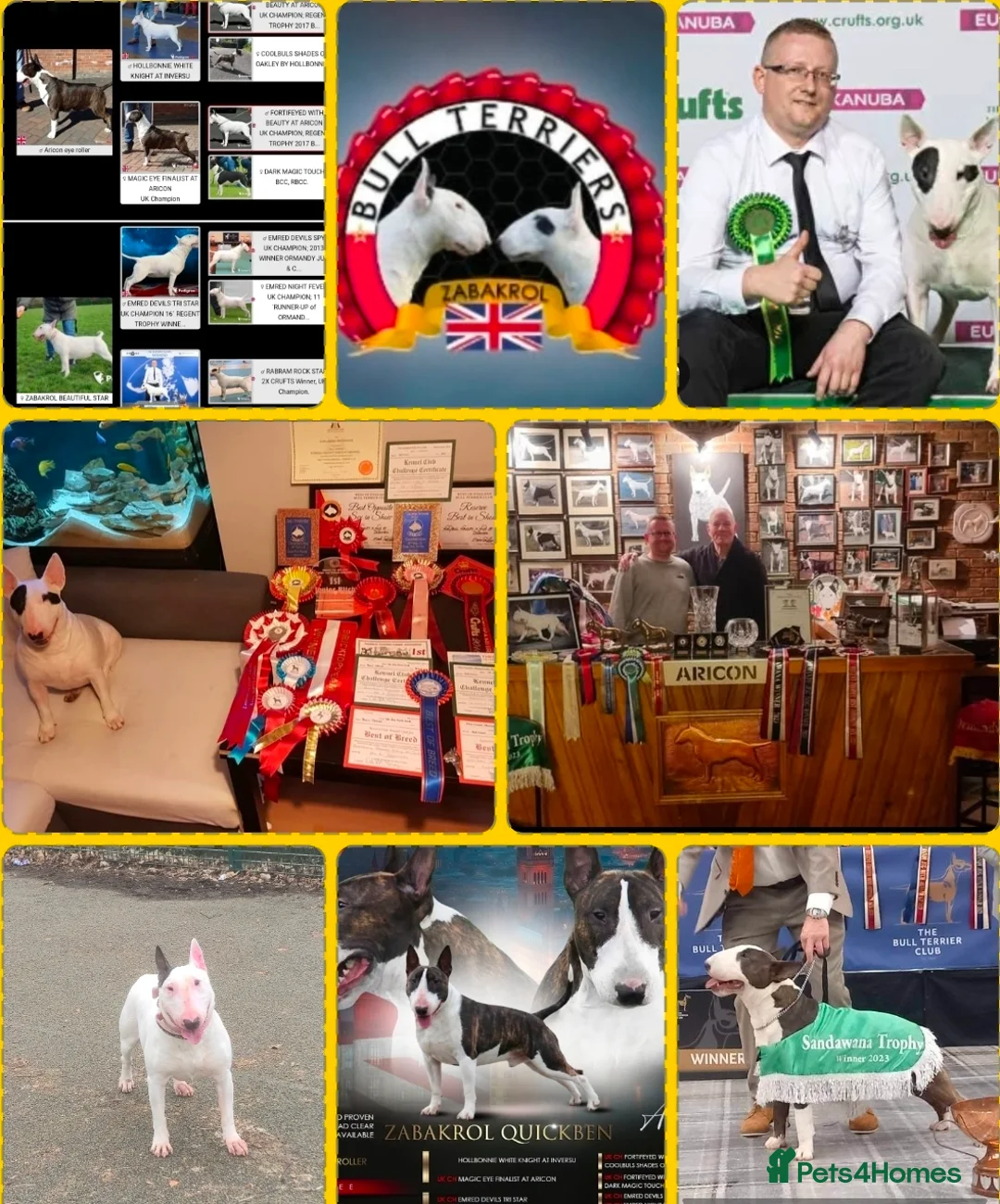 English Bull Terrier dogs for stud: "Pedigree Perfection" one of the best in the world - Advert 2