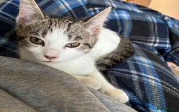 Domestic Shorthair cats for sale: Kitten looking for forever home  - Advert 1