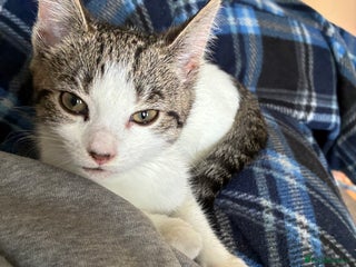 Domestic Shorthair cats Kitten looking for forever home - Advert 4