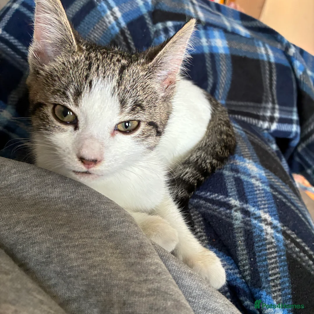 Domestic Shorthair cats for sale: Kitten looking for forever home  - Advert 1