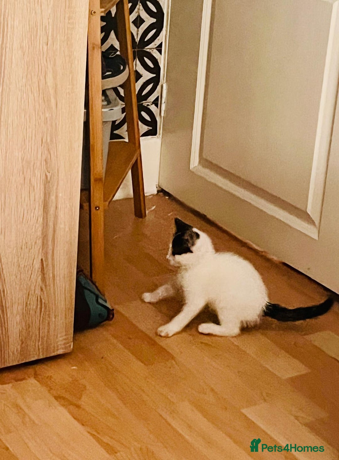 Mixed Breed cats for sale: Beautiful kitten ready to go to new home - Image 9