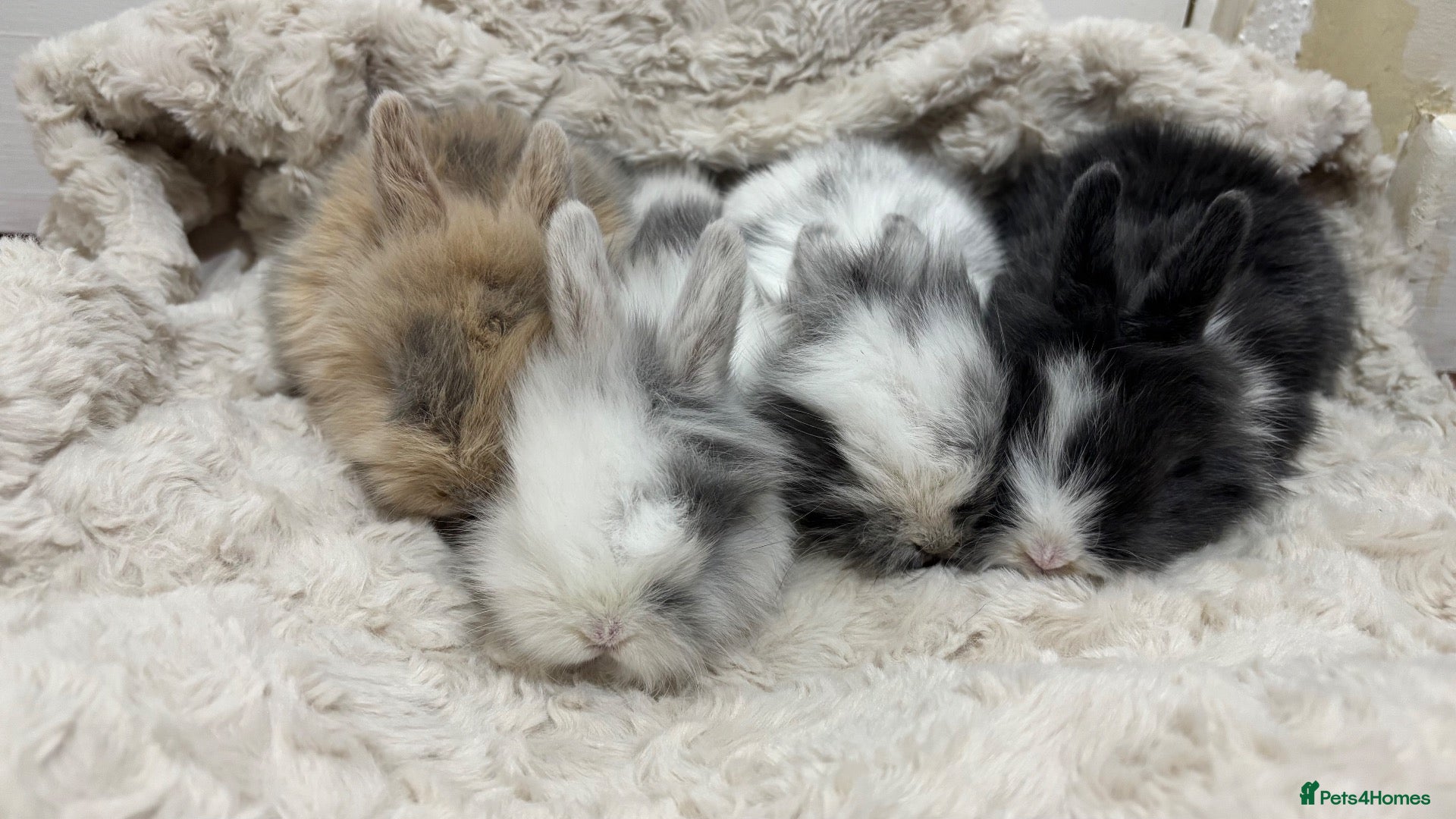 Mini Lion Lop rabbits double mane lion lops - Advert 12