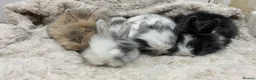 Mini Lion Lop rabbits for sale: double mane lion lops in Deeside - Advert 1