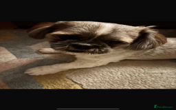 Shih Tzu dogs for sale: Beautiful litter of shih tzu puppies - Image 4