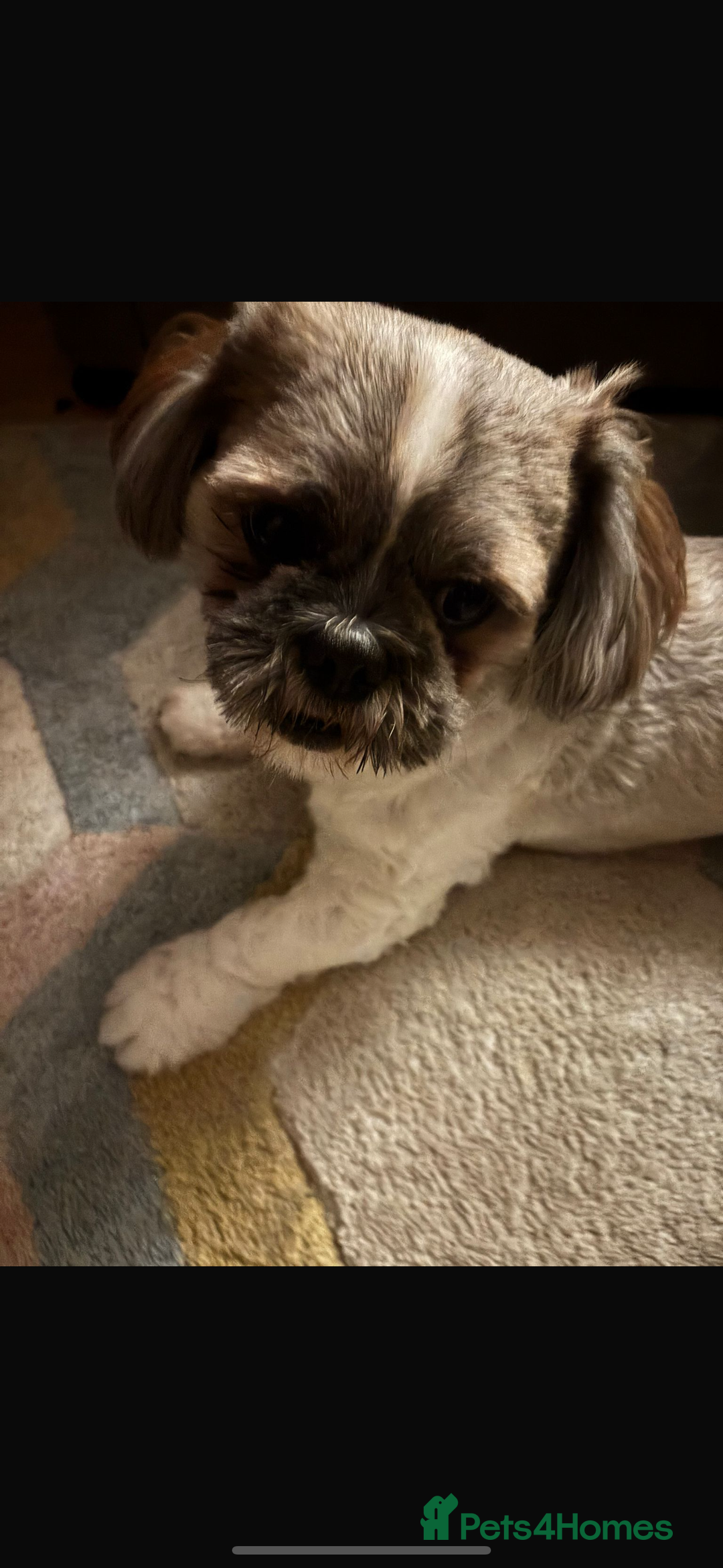 Shih Tzu dogs for sale: Beautiful litter of shih tzu puppies - Image 4