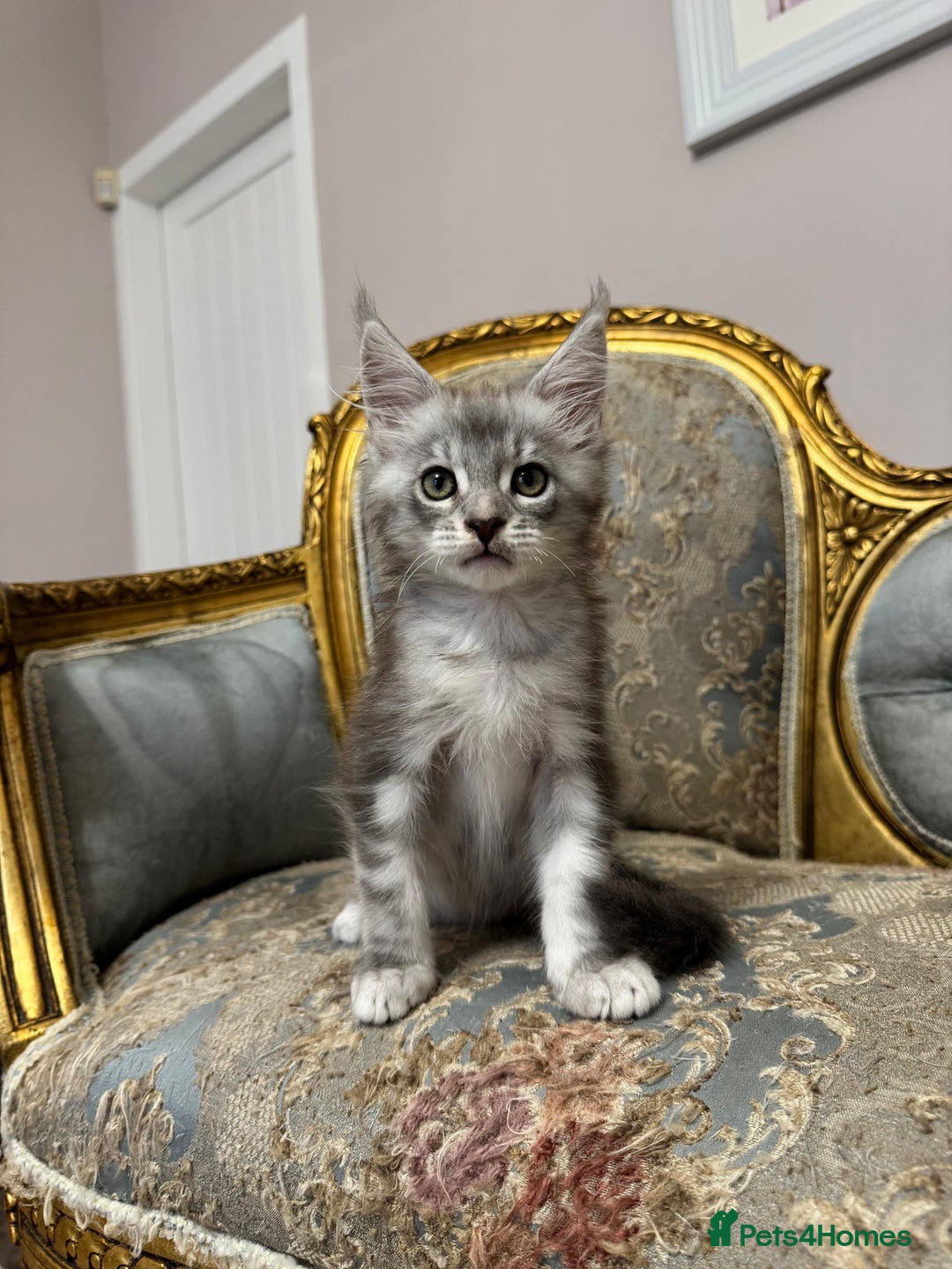 Maine Coon cats for sale: XXL Russian bloodline Maine Coon Kittens 20+Gen!🏆 - Image 32