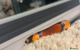 Mixed Breed reptiles for sale: Lots of reptiles for rehome - Image 3