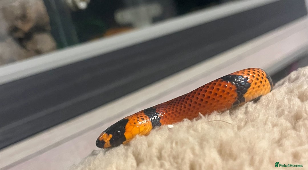Mixed Breed reptiles for sale: Lots of reptiles for rehome - Image 3