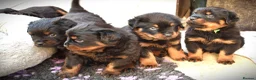 Rottweiler dogs for sale: Rottweilers KC reg full tested TOP QUALITY  - Advert 23