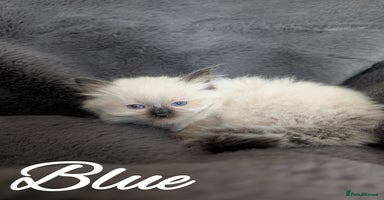 Ragdoll cats - Advert 16