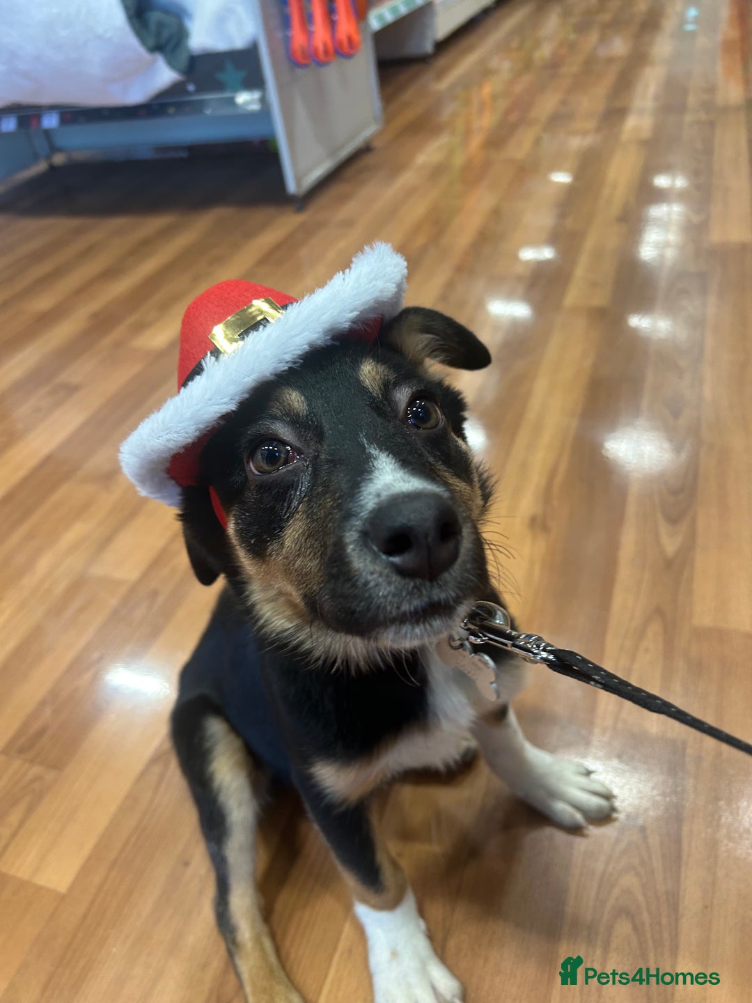 Mixed Breed dogs for sale: Angus - Advert 3