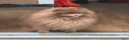 Pomeranian dogs for sale: Chocolate lilac Pomeranian male in Sheffield - Advert 5