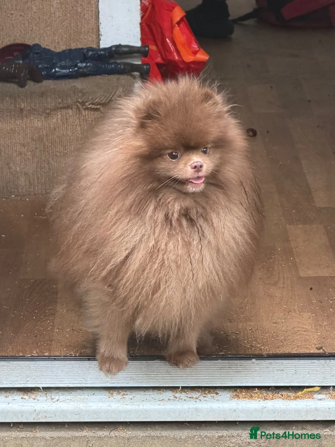 Pomeranian dogs for sale: Chocolate lilac Pomeranian male in Sheffield - Advert 5