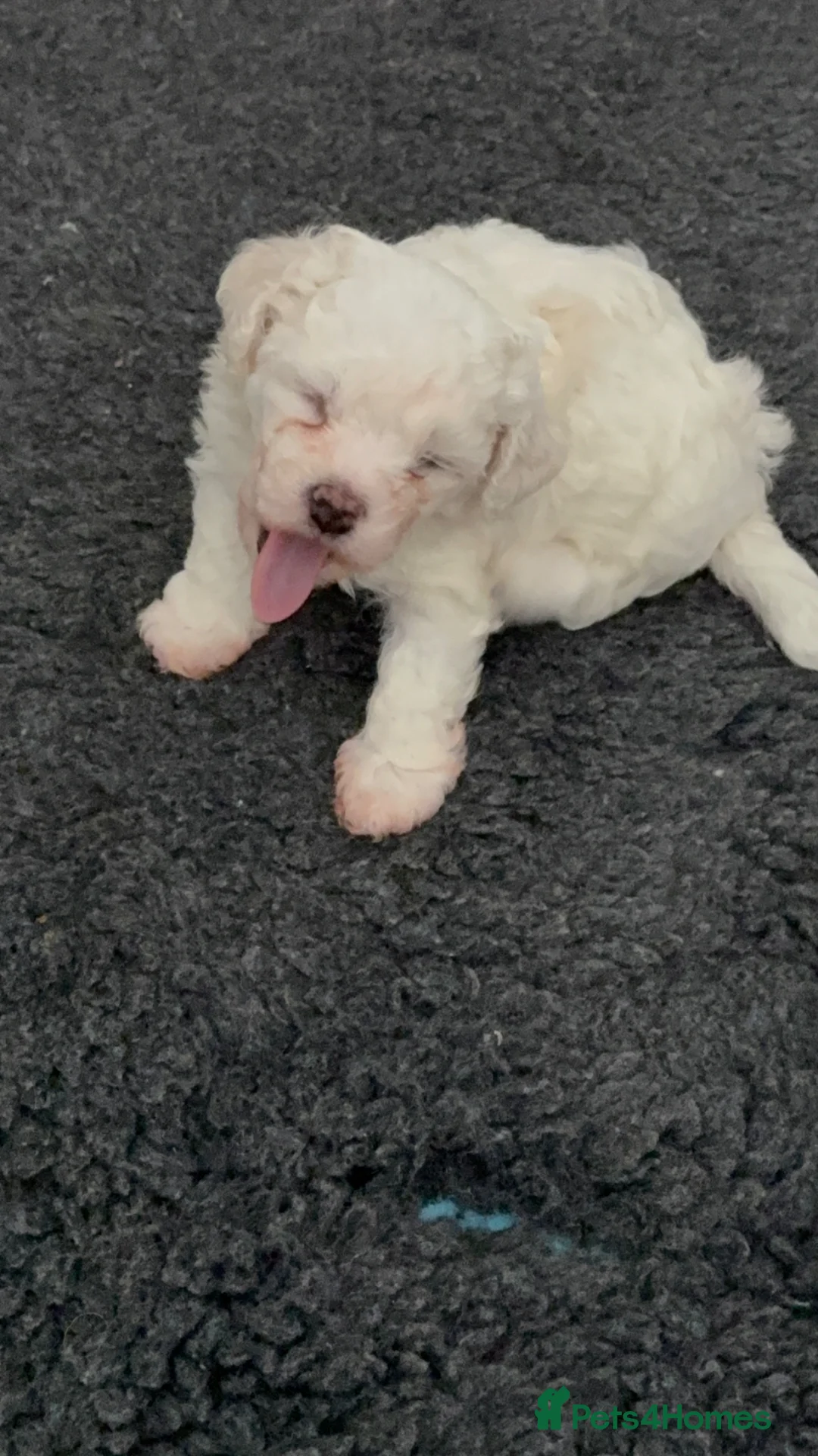 Cavachon dogs for sale: Cavachon Puppies Looking for Their 4ever Homes ❤️ in Cookstown - Advert 17