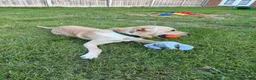 Mixed Breed dogs for sale: Labrador/terrier cross looking for home  in Letchworth Garden City - Advert 3