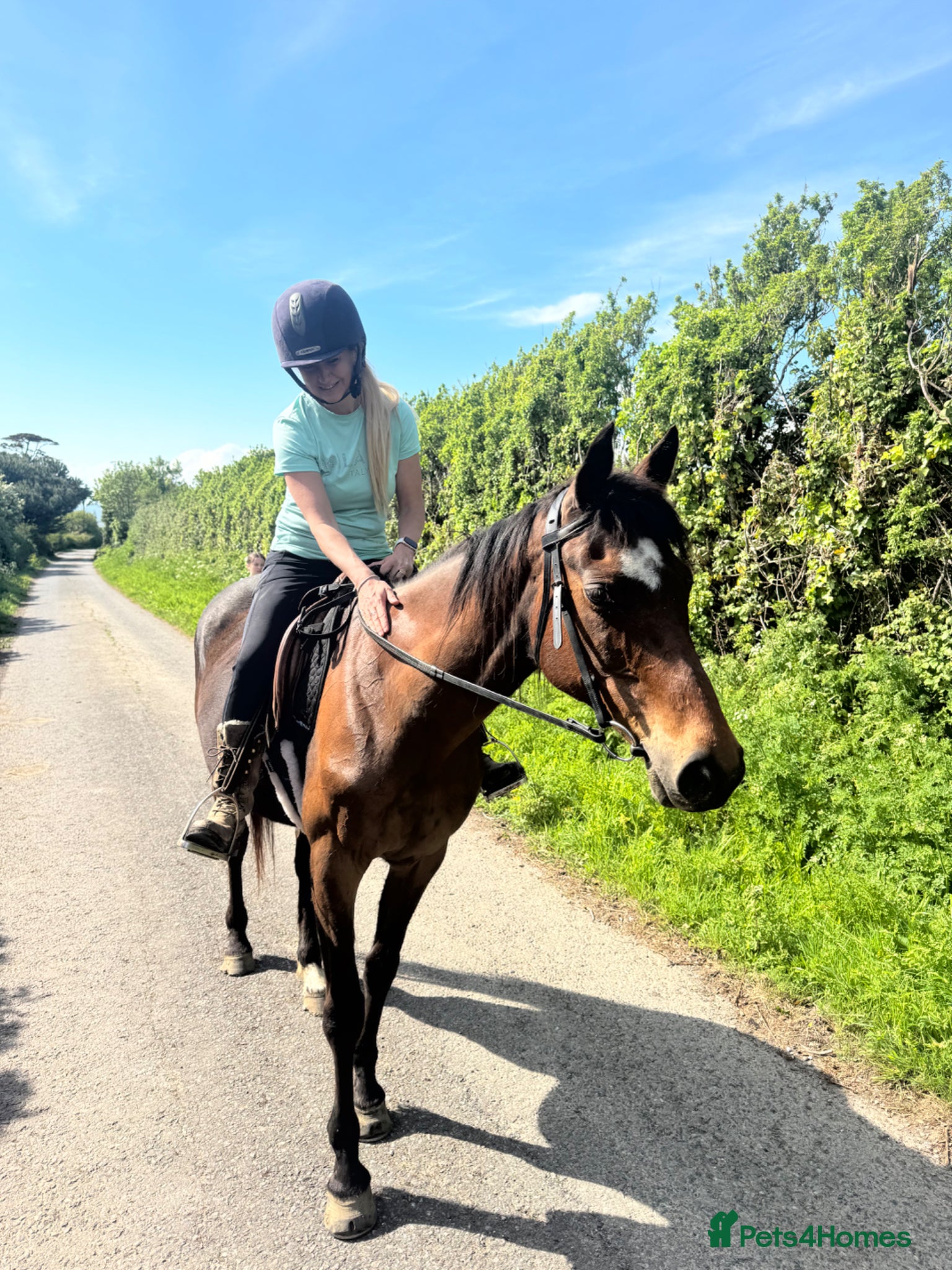 English Thoroughbred horses for sale: Project in Dorchester - Advert 1