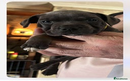 Staffordshire Bull Terrier dogs for sale: Blue Staffordshire Bull Terrier puppies - Image 9