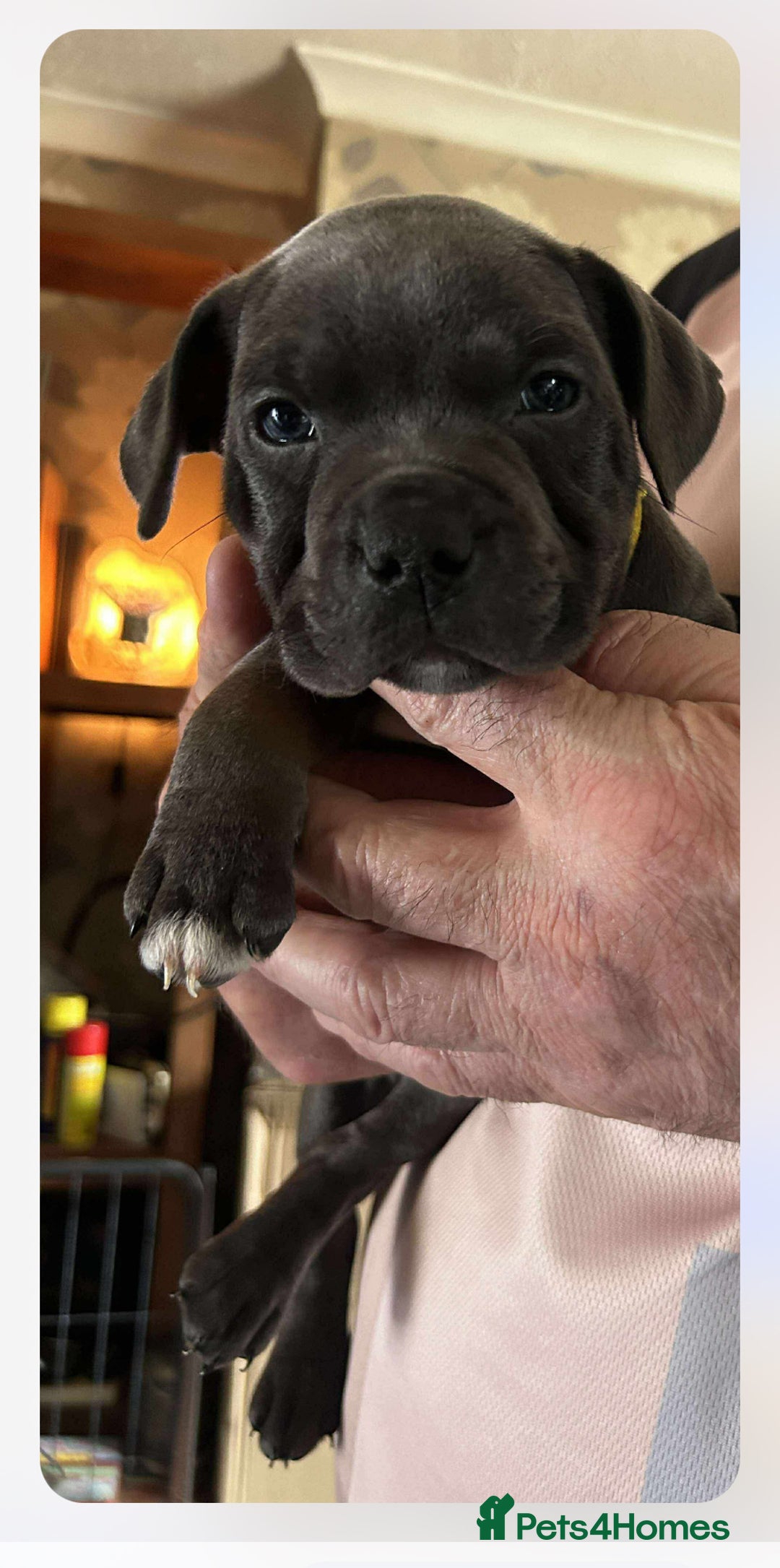 Staffordshire Bull Terrier dogs for sale: Blue Staffordshire Bull Terrier puppies - Image 9
