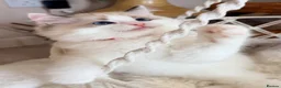 Ragdoll cats for sale: Show quality Ragdoll kittens from champion lines - Advert 7