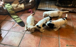 Cocker Spaniel dogs for sale: Roan English cocker spaniels  - Image 9
