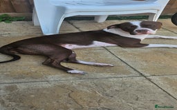 Mixed Breed dogs for sale: Mia needs a good home 😊 - Image 3