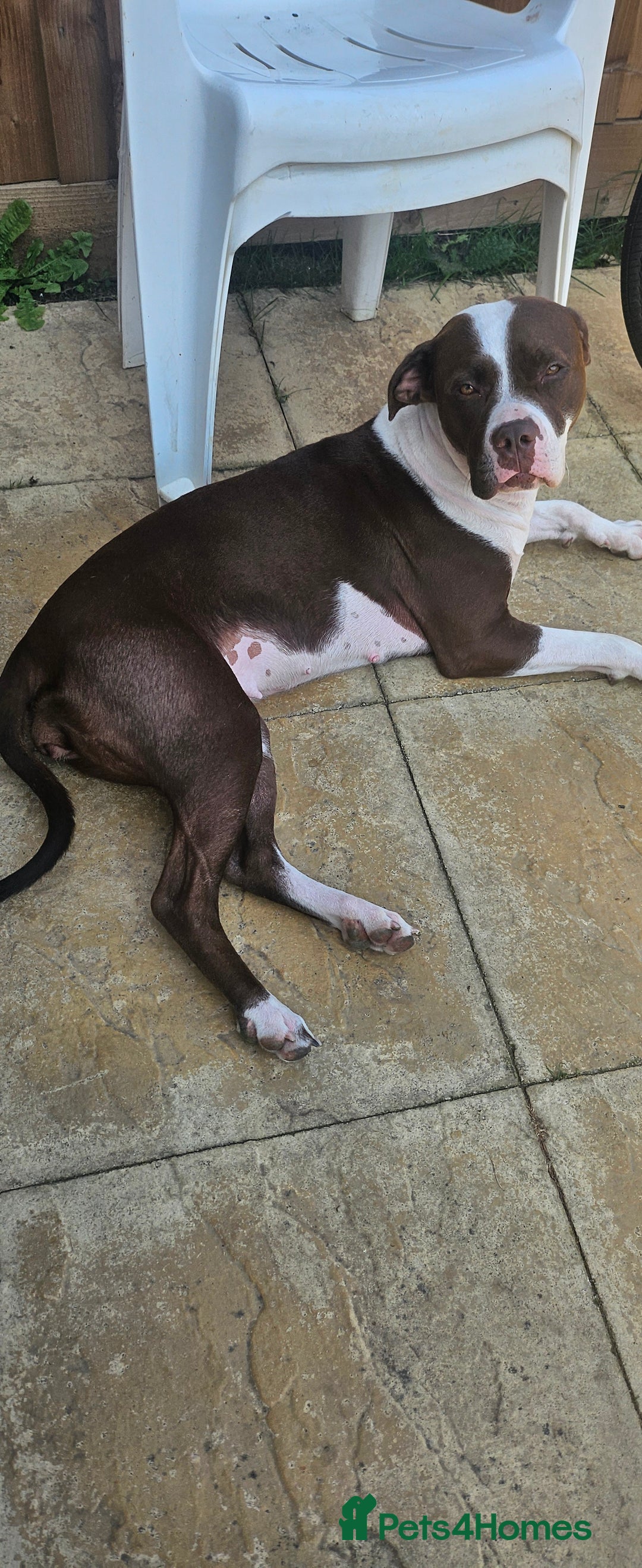 Mixed Breed dogs for sale: Mia needs a good home 😊 - Image 3