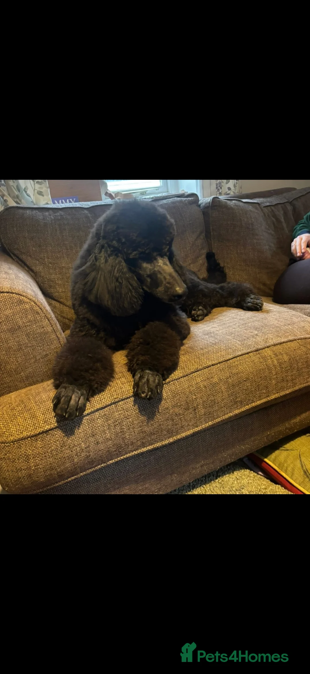 Standard Poodle dogs for sale: Standard poodle boy  - Advert 4