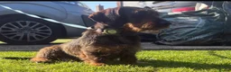 Miniature Dachshund dogs for sale: Wired haired Dachshund  - Advert 1