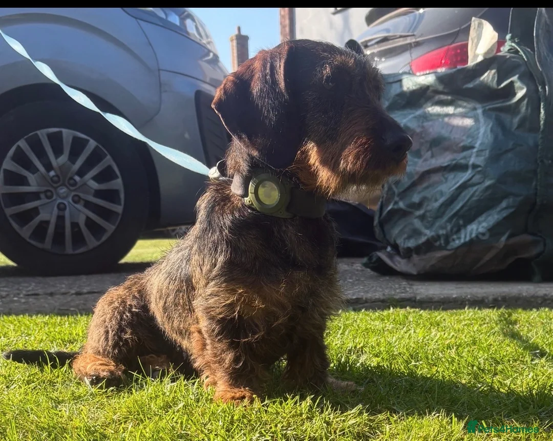 Miniature Dachshund dogs for sale: Wired haired Dachshund  - Advert 1