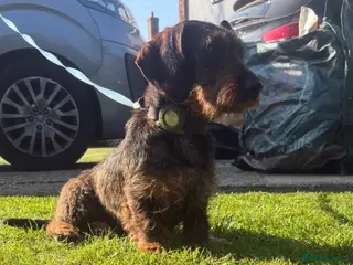 Miniature Dachshund dogs Wired haired Dachshund - Advert 4