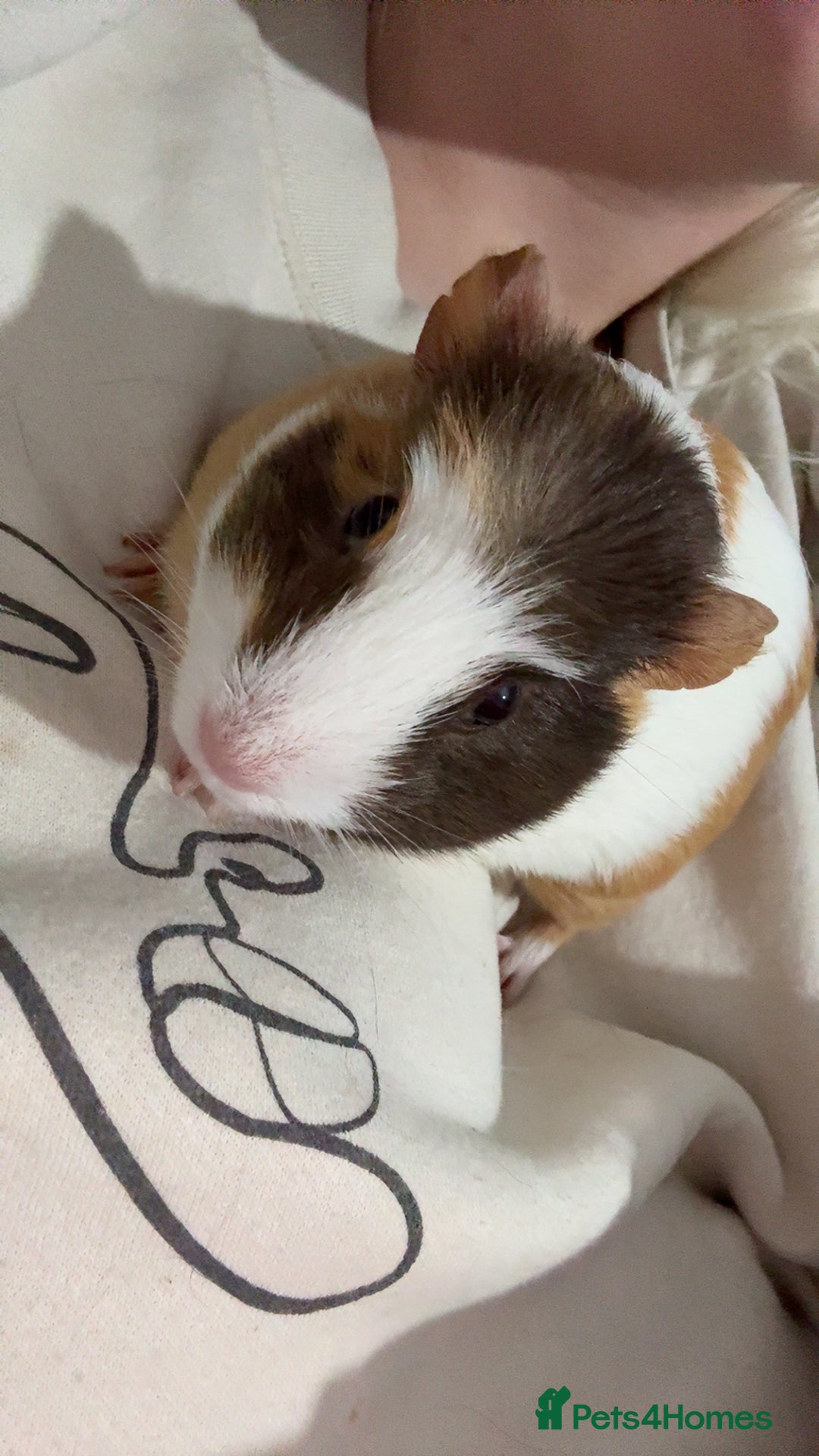 Guinea Pig rodents for sale: 2 crested guinea pigs available 1 male 1 female  - Advert 22