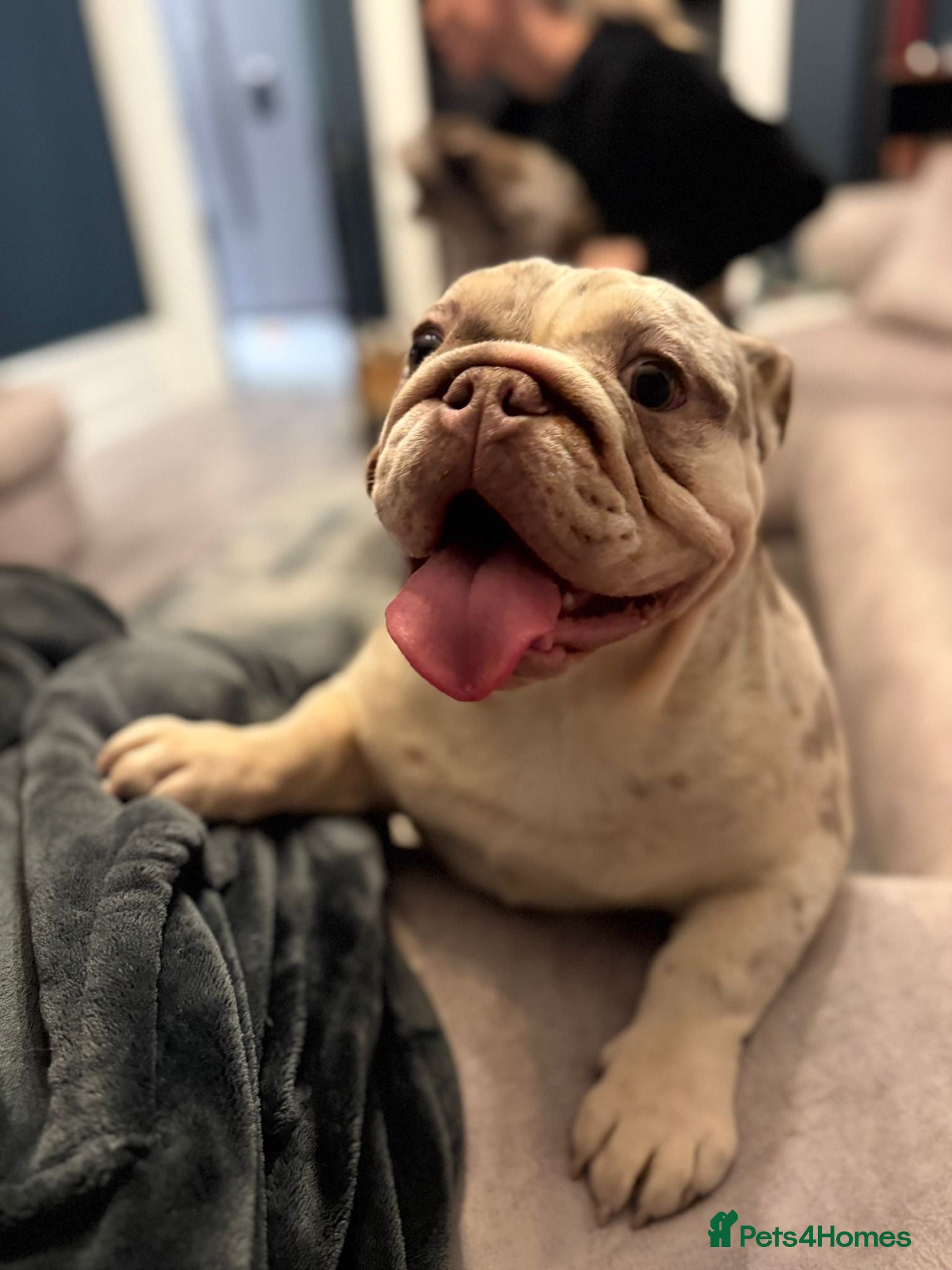 English Bulldog dogs Beautiful female 9 month old English Bulldog  - Advert 1
