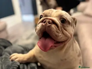 English Bulldog dogs Beautiful female 9 month old English Bulldog - Advert 1