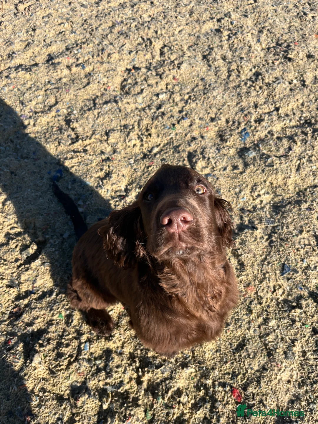 Cocker Spaniel dogs for sale: Beautiful boy remaining Cocker Spaniel Puppies  - Advert 2