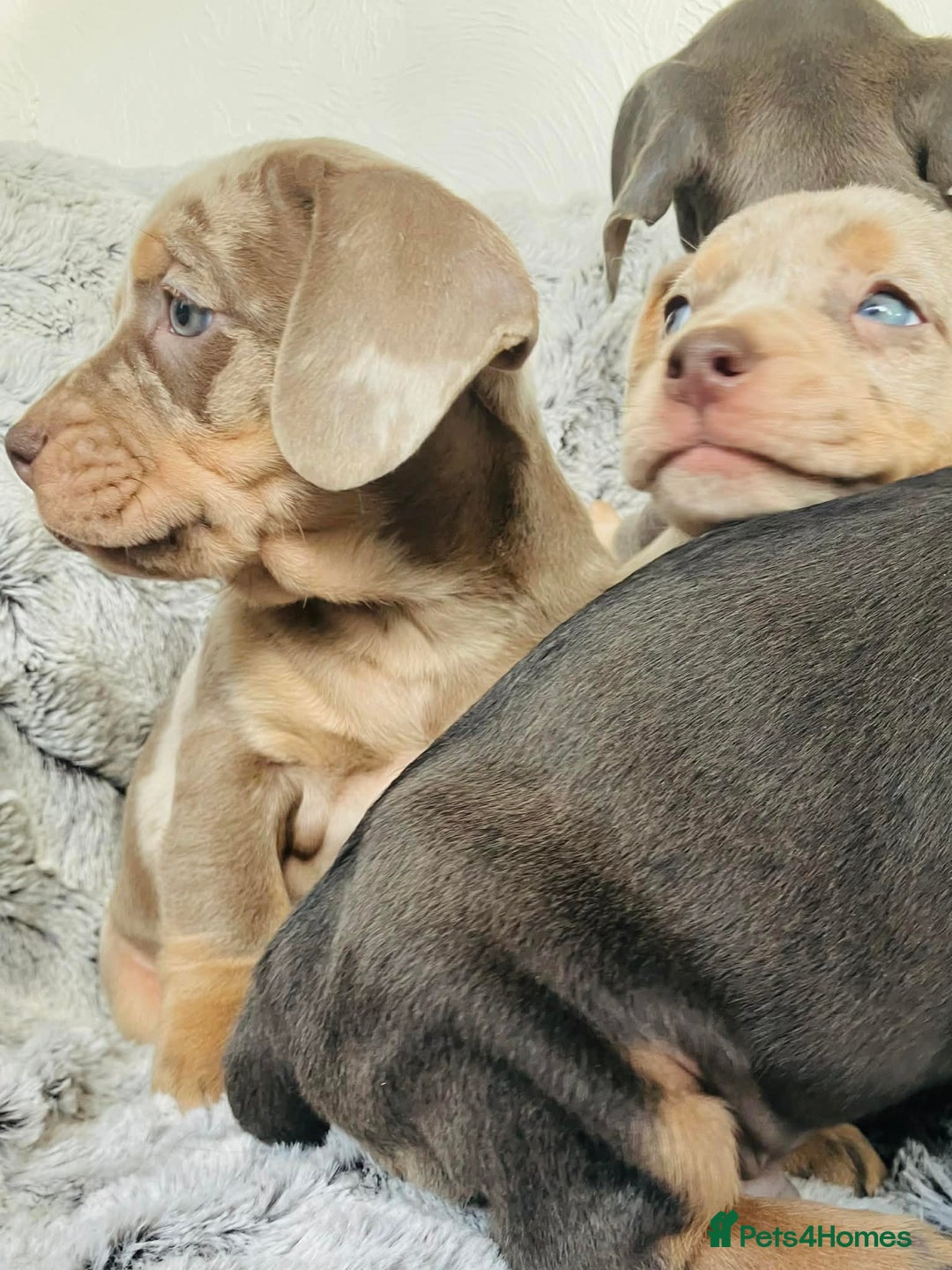 Mixed Breed dogs for sale: Bulldog x Mini Dachshund Puppies - Advert 14