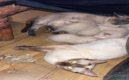 Siamese cats for sale: Siamese kittens wanting new slaves - Image 3