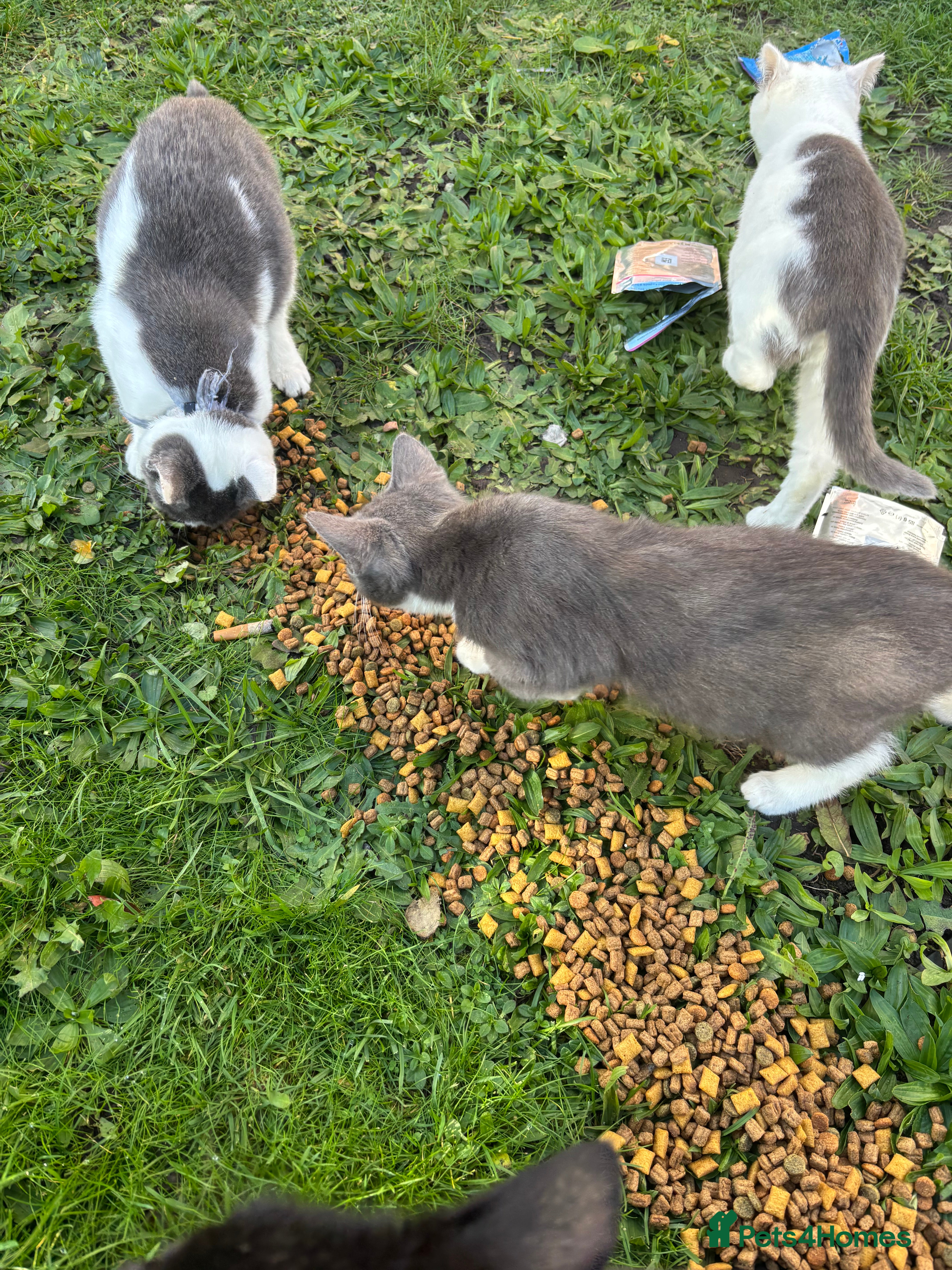 British Shorthair cats British shorthair  - Advert 10