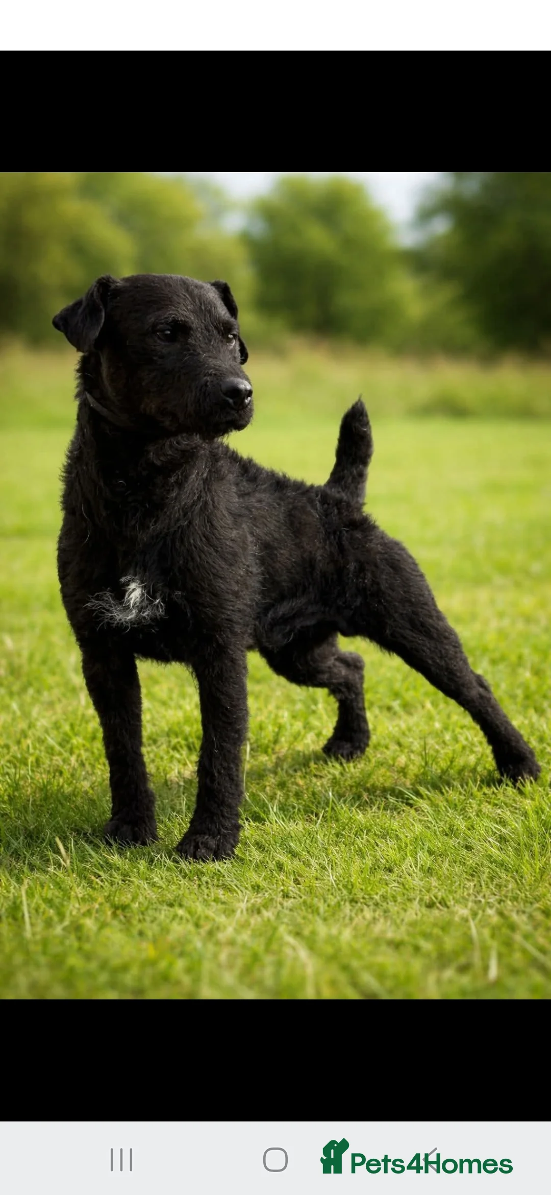 Patterdale Terrier dogs for sale: Patterdale puppies  - Advert 2