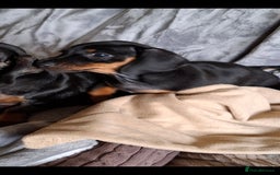 Miniature Dachshund dogs for sale: Minature Dachshund dog pup - Image 2