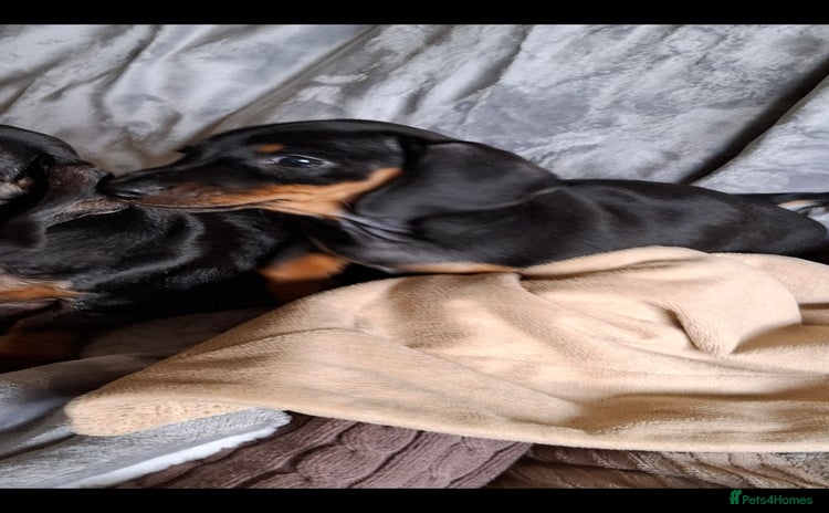 Miniature Dachshund dogs - Advert 7