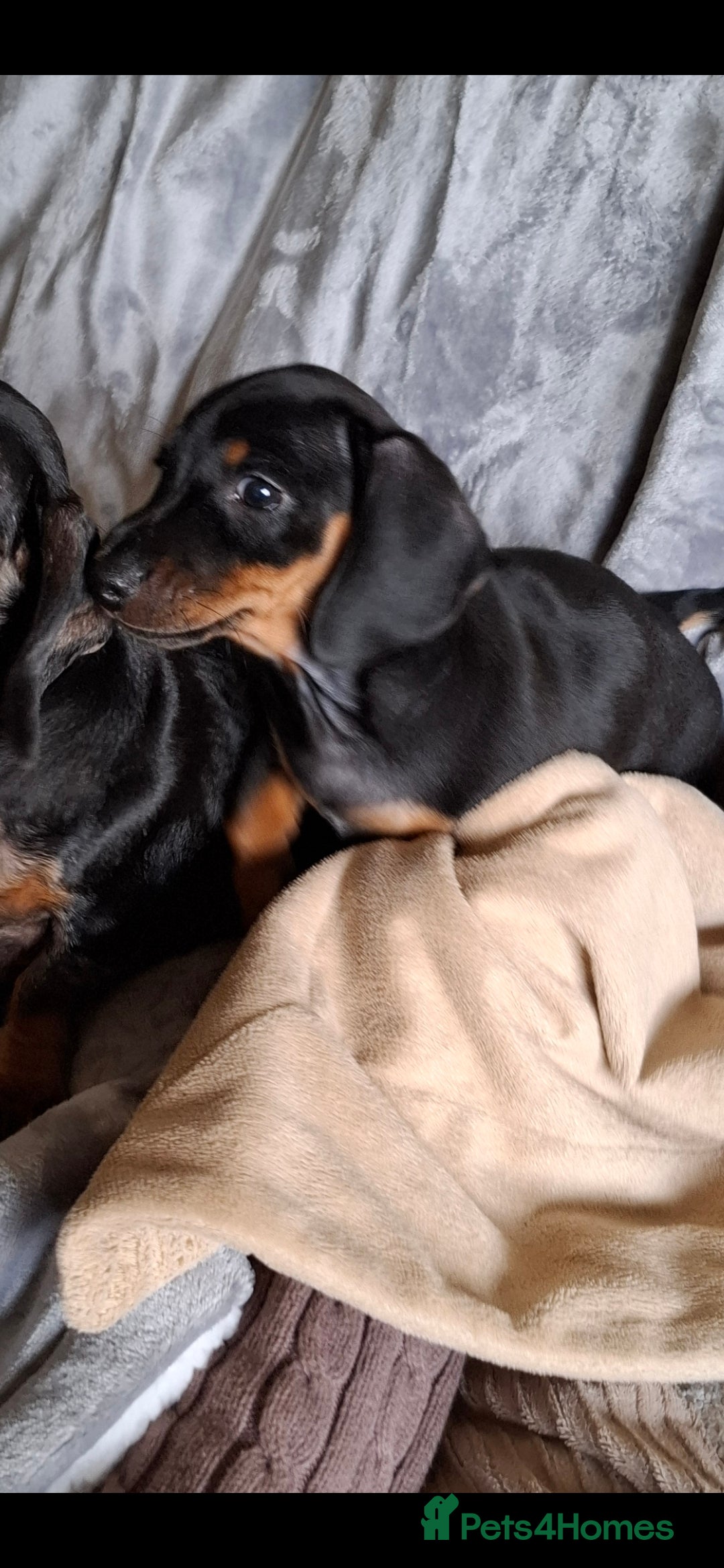 Miniature Dachshund dogs for sale: Minature Dachshund dog pup - Image 2