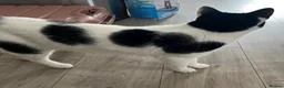 British Shorthair cats for sale: Cat for rehoming - Advert 2