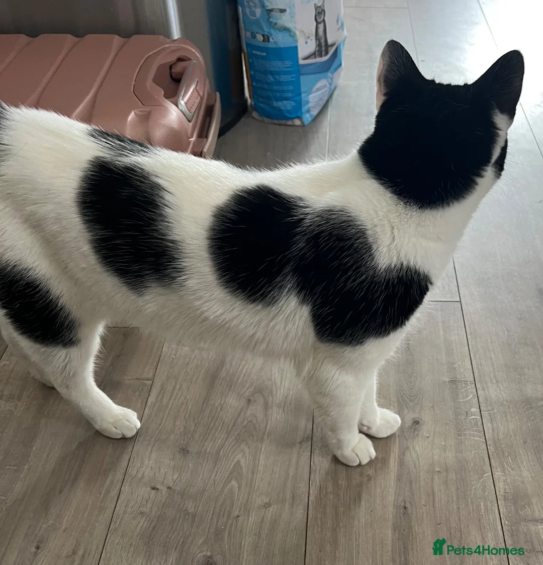 British Shorthair cats for sale: Cat for rehoming - Advert 2